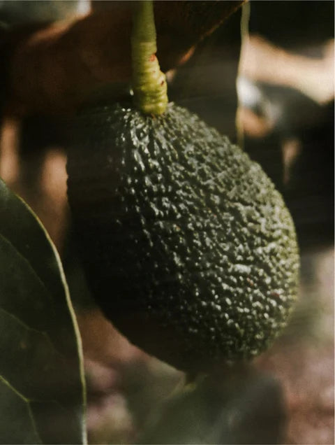 Serum with Vitamin C, E & Avacado oil for Face